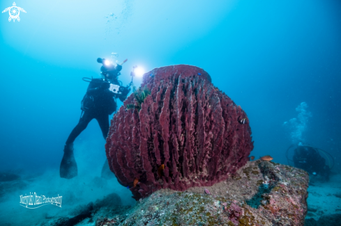 A barrel sponge