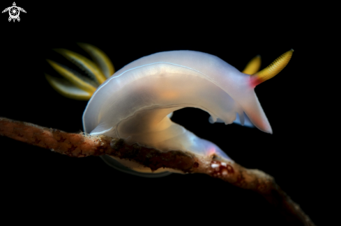 Nudibranch