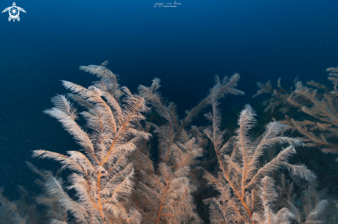 A Plumapathes sp. | Black Coral