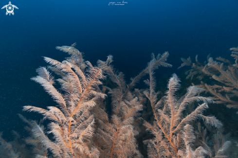 A Black Coral