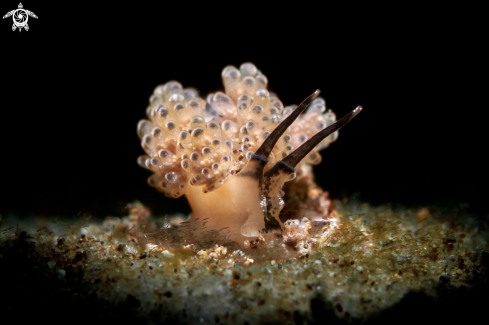 A NUDIBRANCH