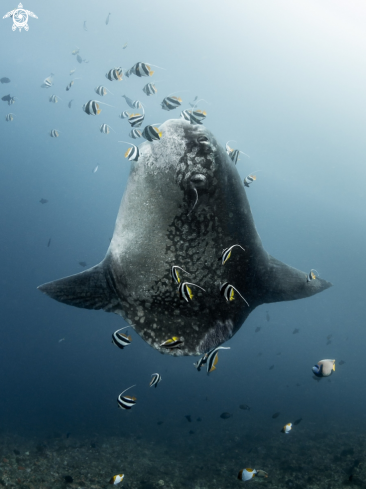 A Mola alexandrini  | Bump-Head Sunfish