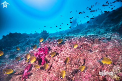 A Chaetodon auripes Jordan & Snyder, 1901  | Oriental butterflyfish 