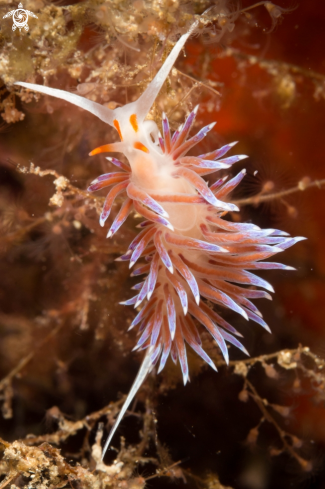 A Cratena peregrina nudibranch