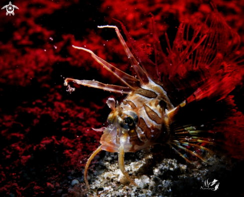 A Juvenile lionfish 