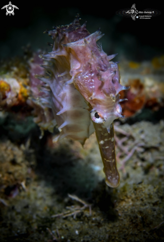 A Spiny Seahorse