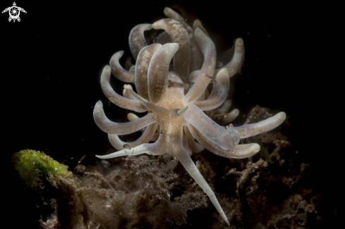 A Phyllodesmium magnum