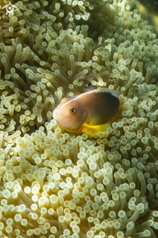 A Orange Anemonefish