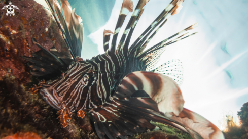 A Lionfish