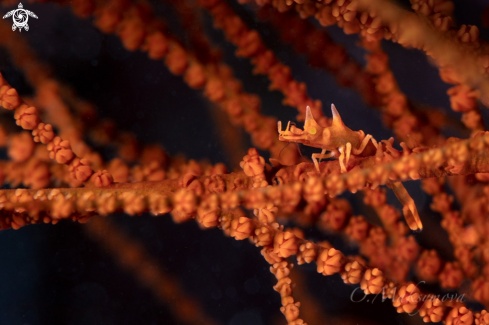 A Dragon shrimp (Miropandalus hardingi) 