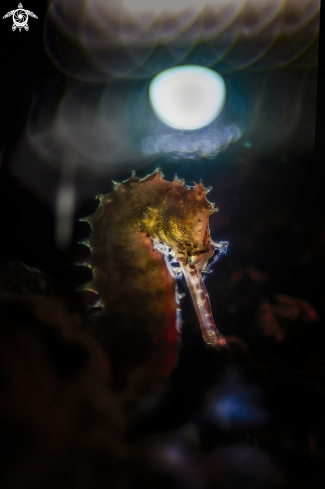 A Hippocampus hystrix  | Hippocampus hystrix , cavalluccio marino istrice , porcupine seahorse