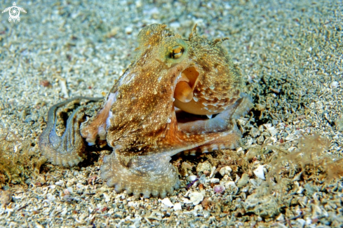 A octopus