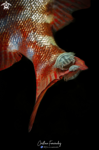 A Heteropriacanthus cruentatus - Glass bigeyes- Anilocra capensis (Parasite) | Glass Bigeyes