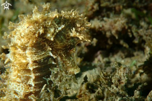 A Long-snouted seahorse