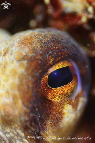 A Octopus vulgaris | Polvo