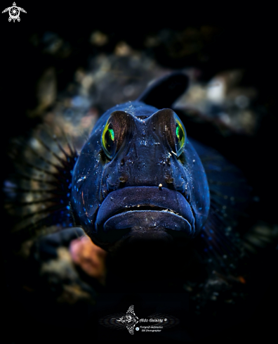 A Barred Shrimp Goby