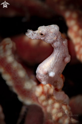 A Denise's pygmy seahorse (Hippocampus denise)