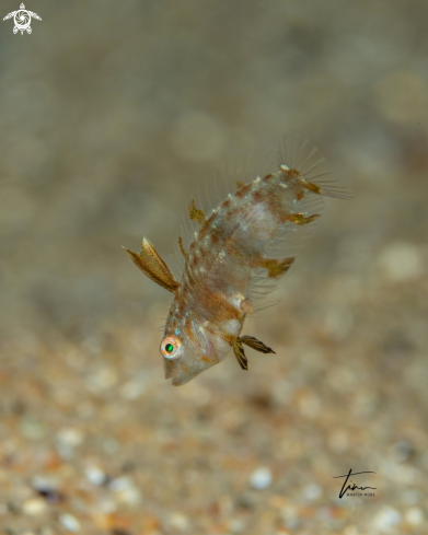 A Pearly Razorfish