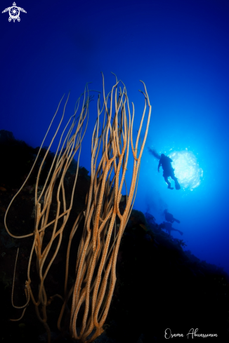 A Seven Sisters Reef