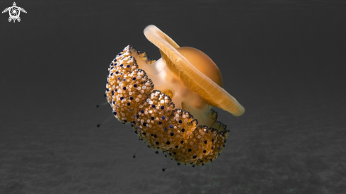 A Fried Egg Jelly Fish