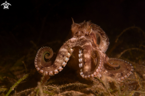 A Amphioctopus marginatus | OCTOPUS