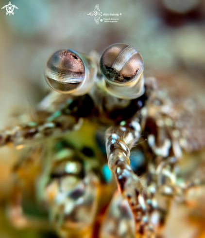 A Pink Eared Mantis Shrimp