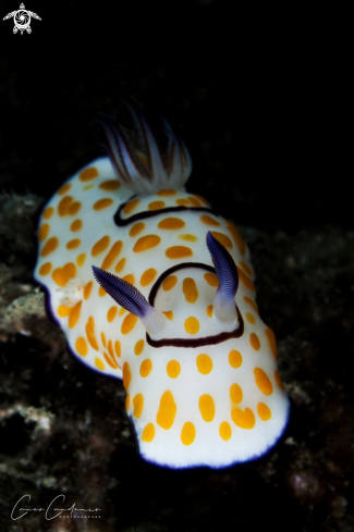 A Chromodoris Annulata | Chromodoris Annulata