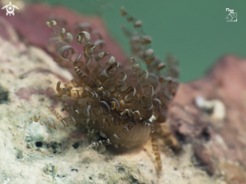 A Corkscrew Anemone