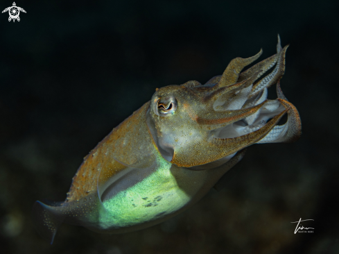 A Cuttlefish