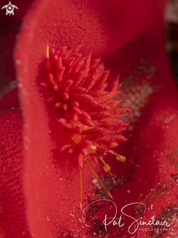 A Favorinus sp | nudibranch