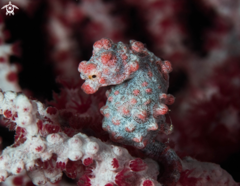 A Pygmy Seahorse