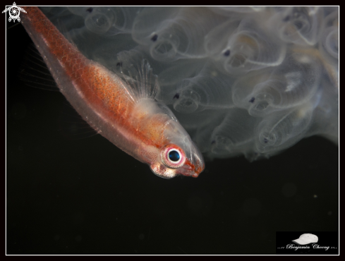 A Trimma sp. | Dwarf Goby