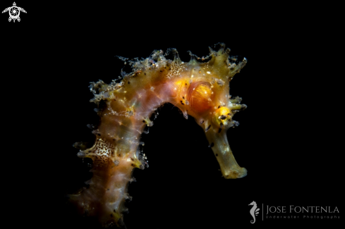 A Hippocampus histrix | Spiny seahorse
