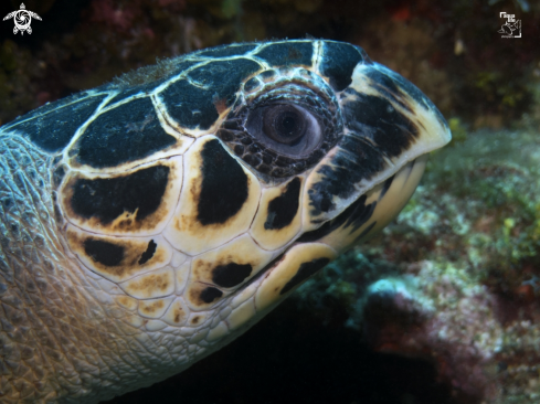 A Hawsbill Turtle