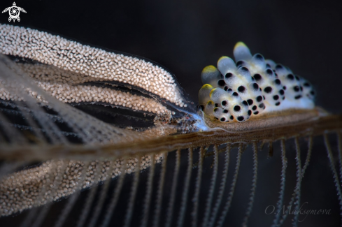 A Process of laying eggs of Black-Spotted Doto