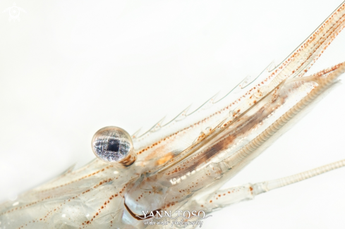 A Harbour shrimp