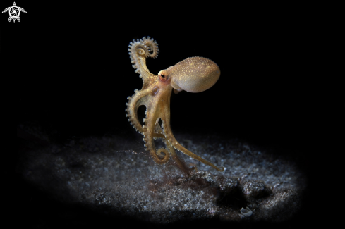 A Amphioctopus siamensis