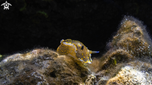 A Nudibranch