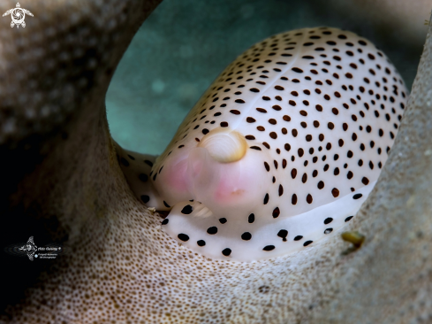 A Black Spotted Egg Cowrie