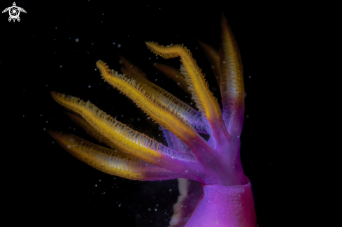 A hypselodoris bullockii 