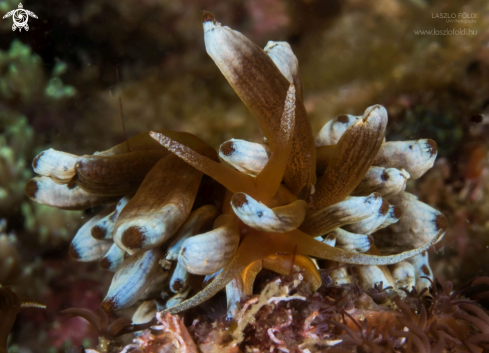 A Phyllodesmium kabiranum | Phyllodesmium kabiranum