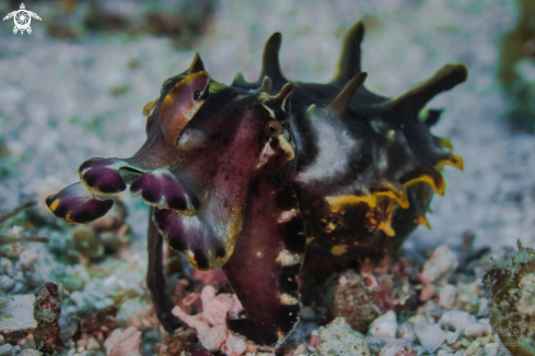 A Flamboyant Cuttlefish