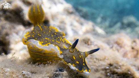 A Nudibranch