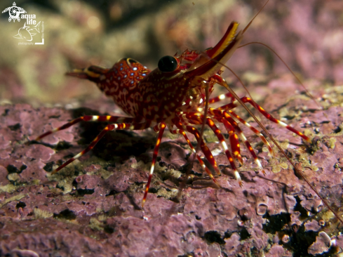 A Rock Shrimp