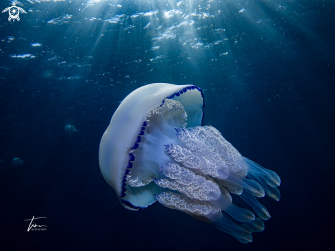 A Barrel Jellyfish