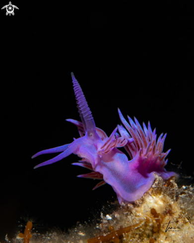 A Flabellina affinis