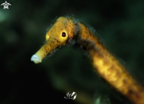 A  Bentstick Pipefish