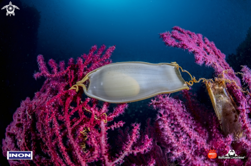 A Scyliorhinus canicula egg