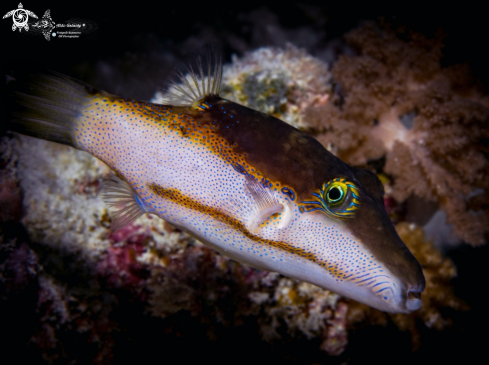 A Pufferfish