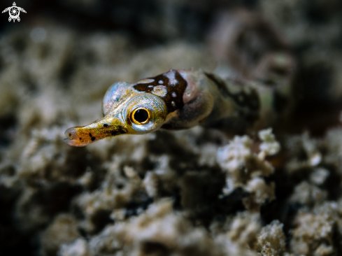 A Corythoichthys amplexus | Banded pipefish